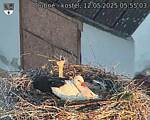 Capi_Dubne_20250512_055503.jpg