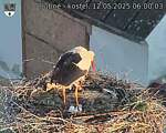 Capi_Dubne_20250512_060003.jpg