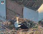Capi_Dubne_20250512_060503.jpg