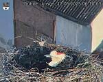 Capi_Dubne_20250512_061003.jpg