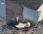 Capi_Dubne_20250512_061502.jpg