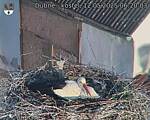 Capi_Dubne_20250512_062003.jpg