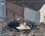 Capi_Dubne_20250512_062502.jpg