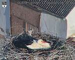 Capi_Dubne_20250512_063004.jpg