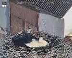 Capi_Dubne_20250512_063503.jpg