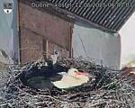 Capi_Dubne_20250512_064003.jpg