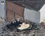 Capi_Dubne_20250512_064503.jpg