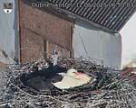 Capi_Dubne_20250512_065003.jpg