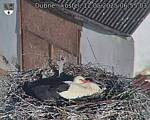 Capi_Dubne_20250512_065503.jpg