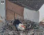 Capi_Dubne_20250512_070002.jpg