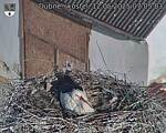Capi_Dubne_20250512_070503.jpg