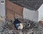 Capi_Dubne_20250512_071004.jpg