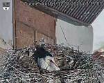 Capi_Dubne_20250512_071503.jpg