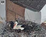 Capi_Dubne_20250512_072004.jpg