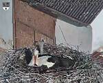 Capi_Dubne_20250512_072503.jpg