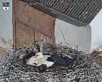 Capi_Dubne_20250512_073002.jpg
