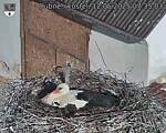 Capi_Dubne_20250512_073503.jpg