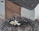 Capi_Dubne_20250512_074002.jpg