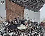 Capi_Dubne_20250512_075003.jpg