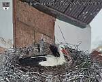 Capi_Dubne_20250512_080503.jpg