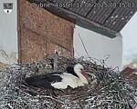 Capi_Dubne_20250512_081503.jpg