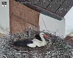 Capi_Dubne_20250512_082003.jpg