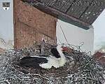 Capi_Dubne_20250512_082503.jpg