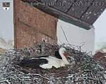 Capi_Dubne_20250512_083003.jpg