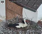 Capi_Dubne_20250512_084003.jpg