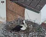 Capi_Dubne_20250512_085002.jpg
