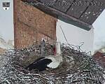 Capi_Dubne_20250512_085502.jpg