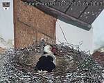 Capi_Dubne_20250512_091003.jpg