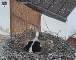 Capi_Dubne_20250512_092003.jpg