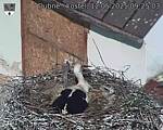 Capi_Dubne_20250512_092503.jpg