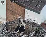 Capi_Dubne_20250512_093003.jpg
