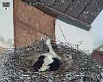 Capi_Dubne_20250512_093503.jpg