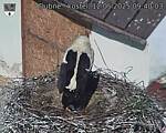 Capi_Dubne_20250512_094003.jpg