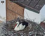 Capi_Dubne_20250512_094503.jpg