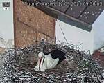 Capi_Dubne_20250512_095003.jpg