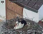 Capi_Dubne_20250512_095503.jpg
