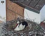 Capi_Dubne_20250512_100002.jpg