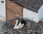 Capi_Dubne_20250512_100503.jpg