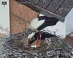 Capi_Dubne_20250512_101003.jpg