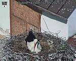 Capi_Dubne_20250512_102003.jpg