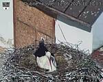 Capi_Dubne_20250512_103003.jpg
