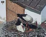 Capi_Dubne_20250512_103503.jpg
