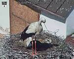 Capi_Dubne_20250512_104003.jpg