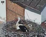 Capi_Dubne_20250512_105002.jpg