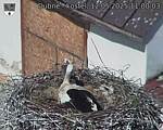 Capi_Dubne_20250512_110003.jpg