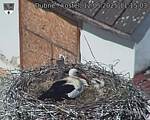 Capi_Dubne_20250512_111503.jpg